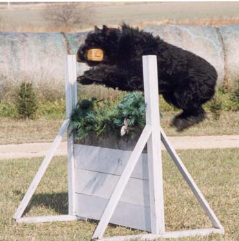 BuddyJump