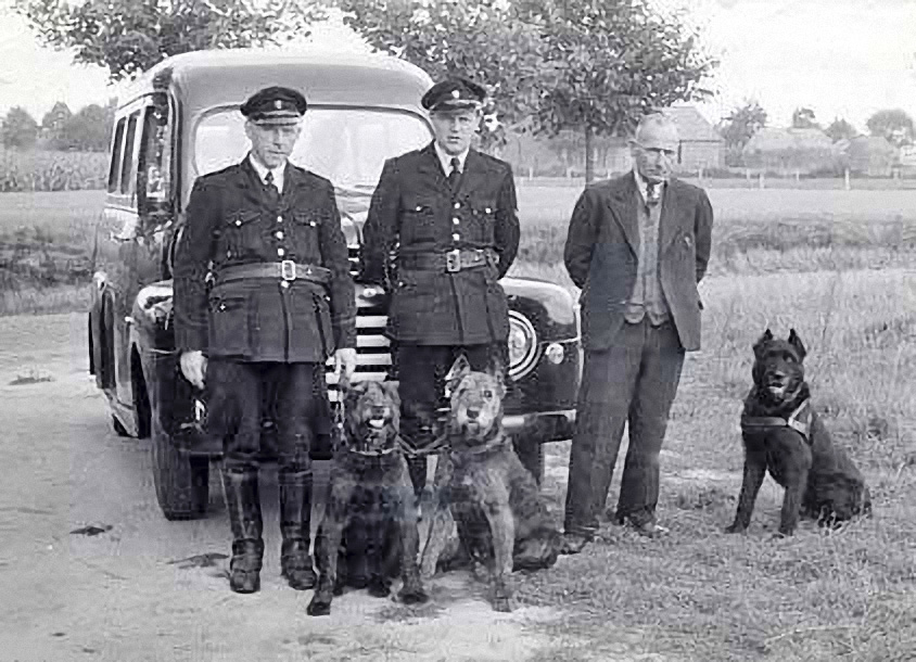 DutchPoliceDogs1947 Photo