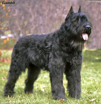 Gambit2200 img