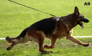 GSD-modern-sieger Photo