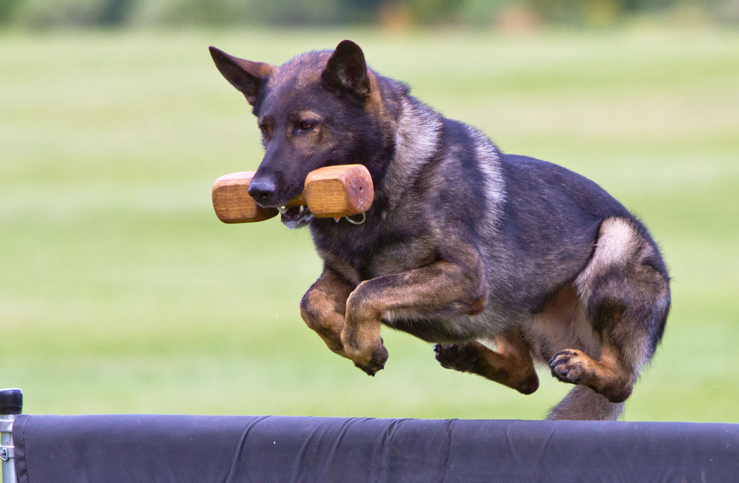 German Shepherd Dumbell Retreive