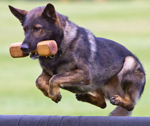 Jumping GSD