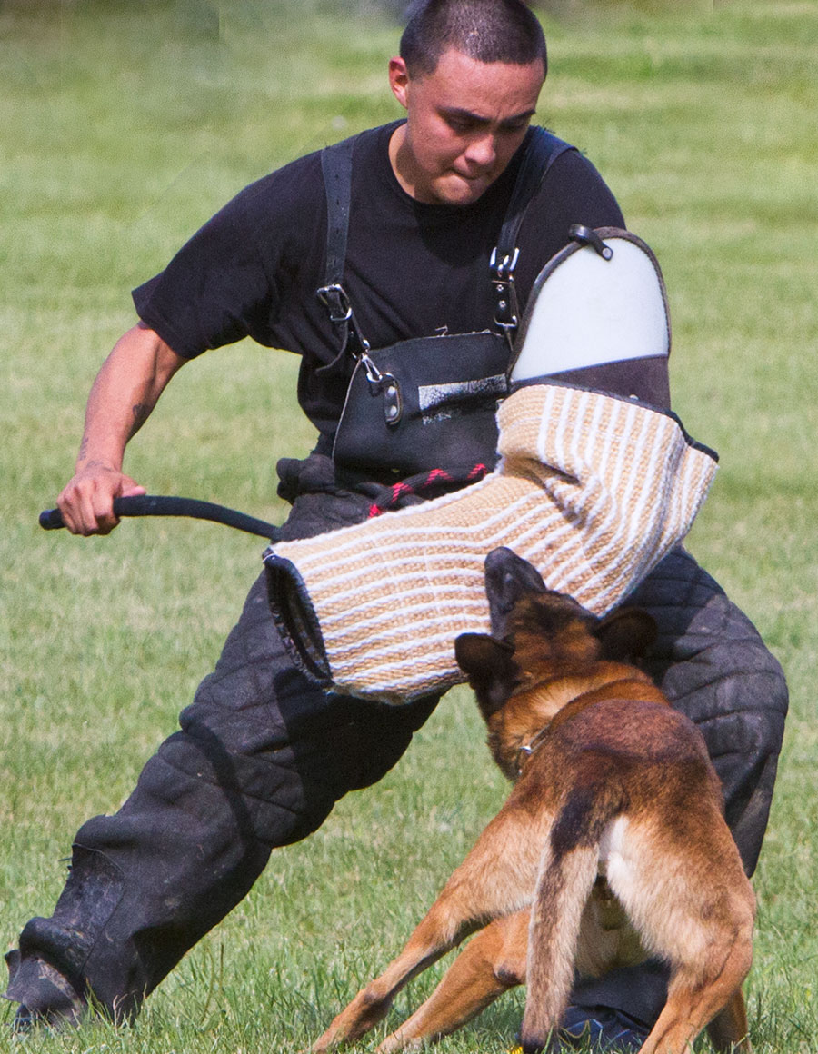 Belgian Malinois Photo