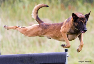 Flying-Malinois300 img