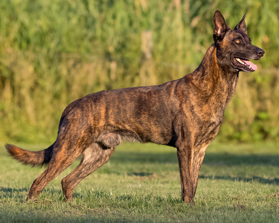 Dutch Shepherd Spendow Photo