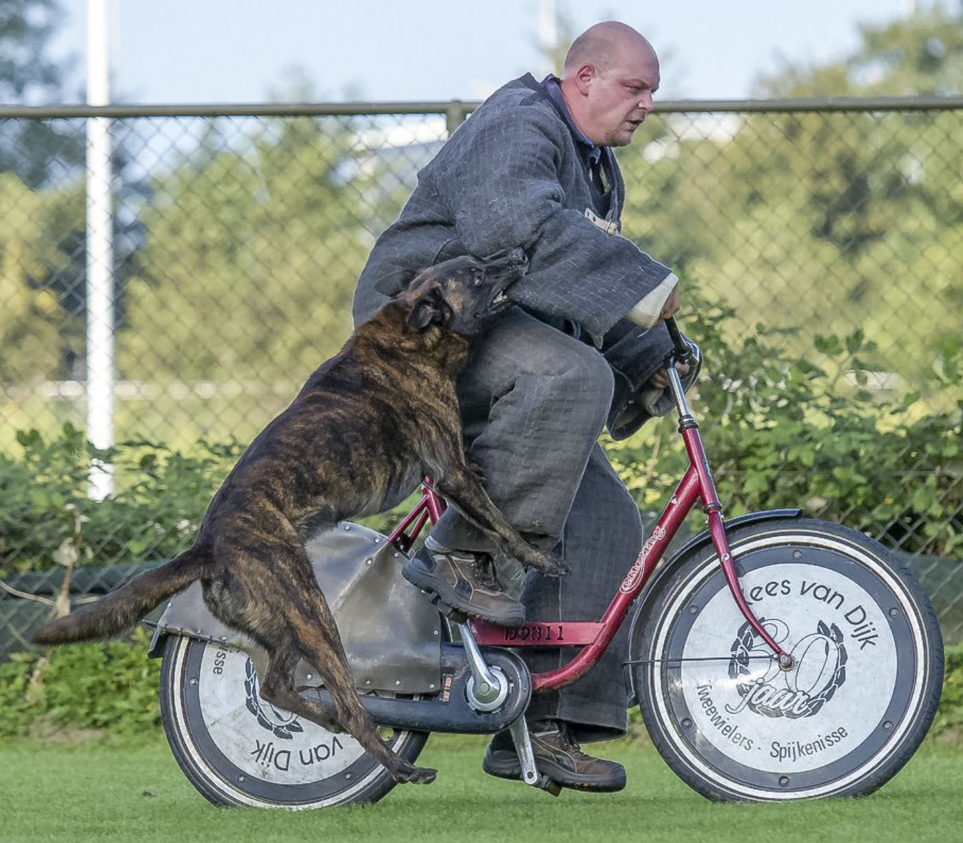 Dutch Shepherd Spendow Photo