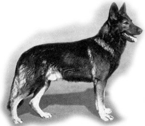 Orthello